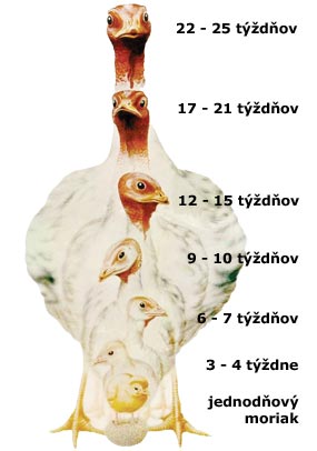 kliknite pre zväčšenie